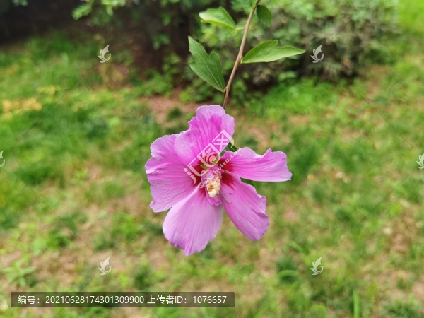 紫色木槿花