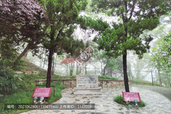 中國鎮(zhèn)江市美國坦佩市友誼樹