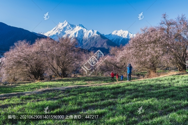 林芝桃花