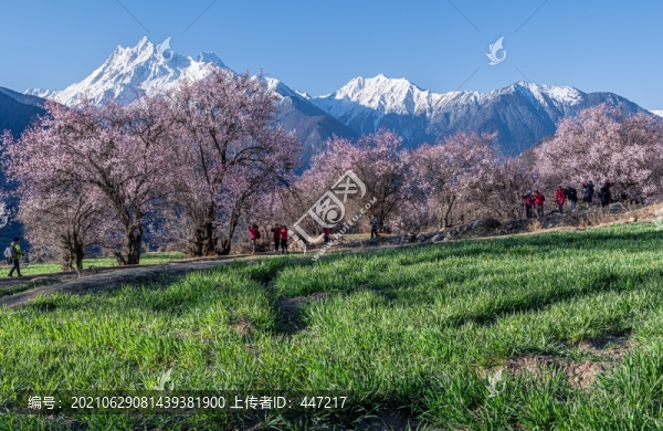 林芝桃花