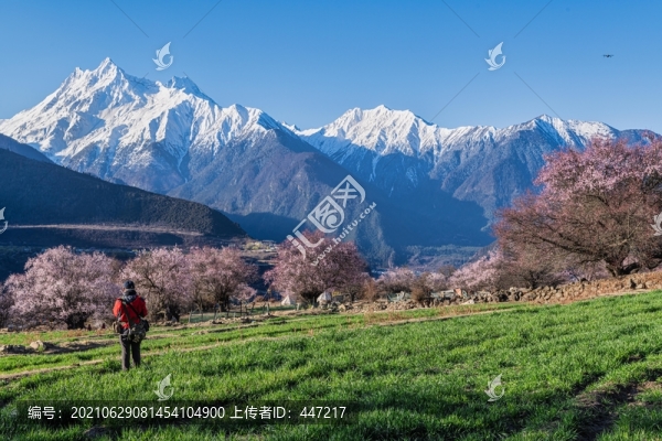 林芝桃花