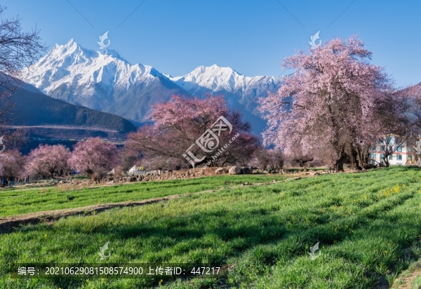 林芝桃花