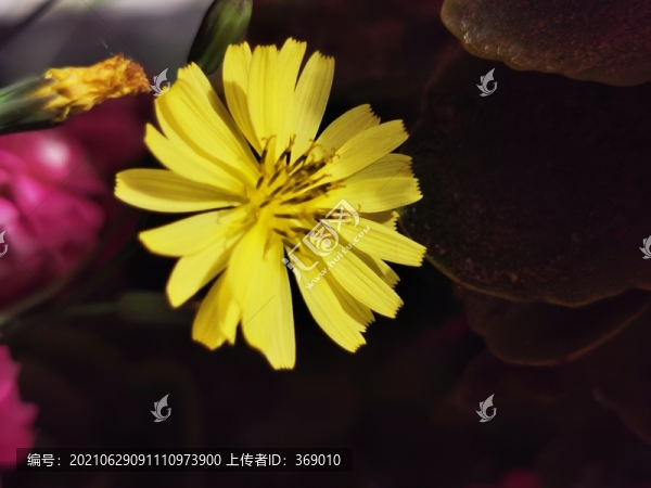 小黃花