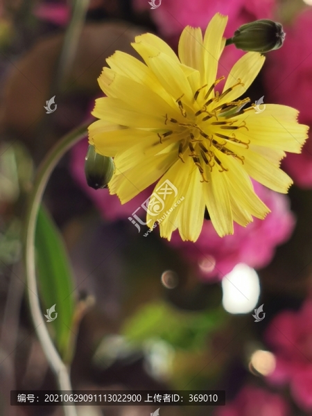 小黃花