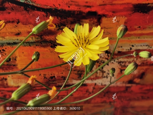 小黃花
