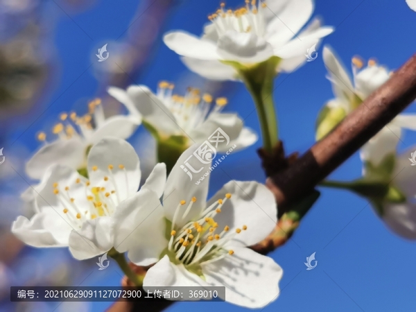 櫻花