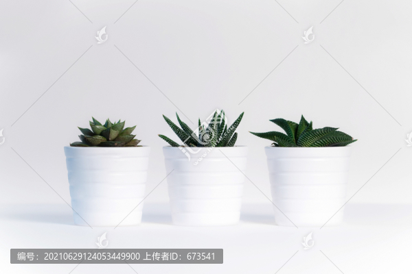 綠色植物盆栽多肉