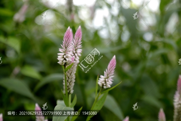 青葙