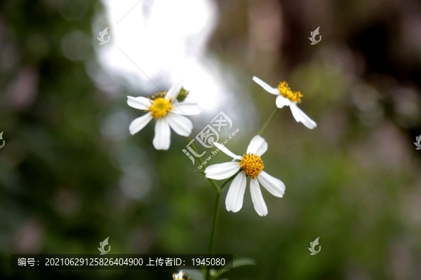 鬼針草