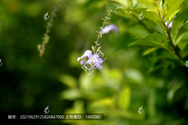 假連翹花