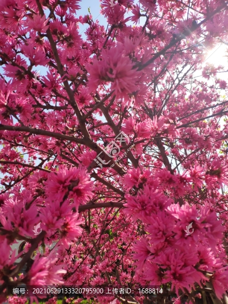 花