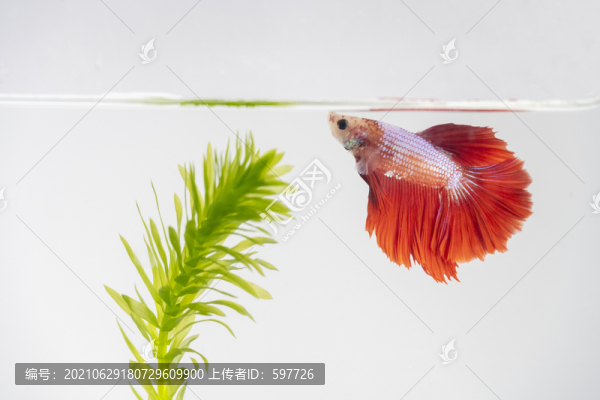 斗魚和水草
