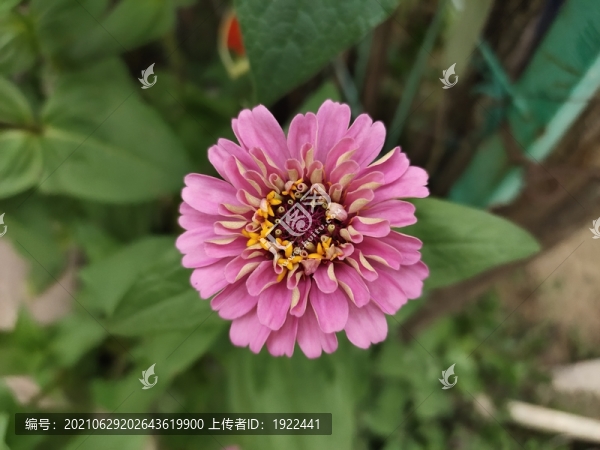 百日菊鮮花