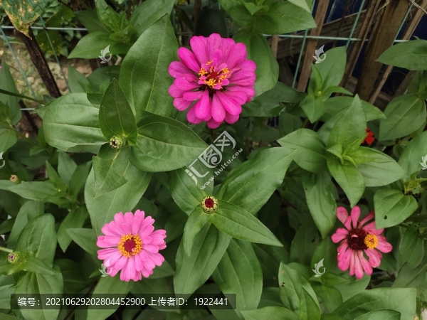 百日菊花叢