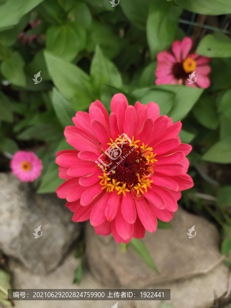 紅色百日菊