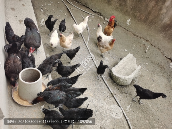 自家散養(yǎng)雞