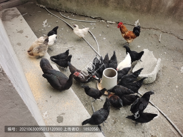 自家散養(yǎng)雞