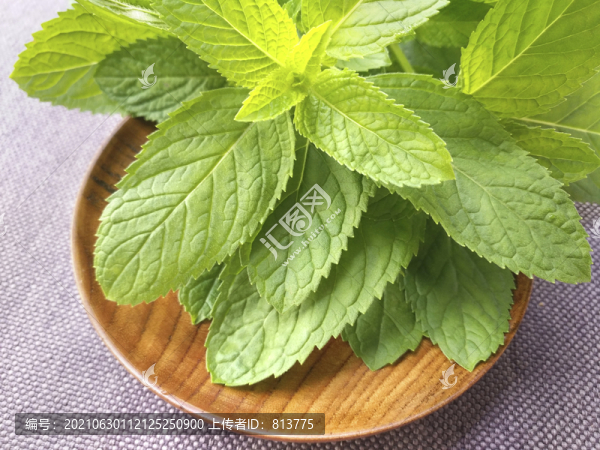 綠葉薄荷拍攝