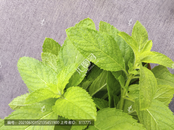 水珠綠葉薄荷