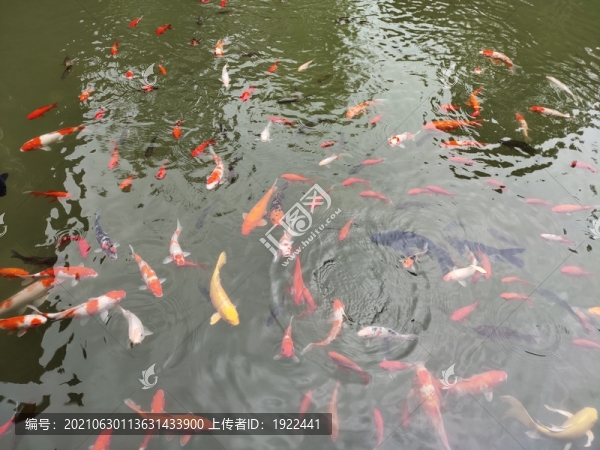 金魚