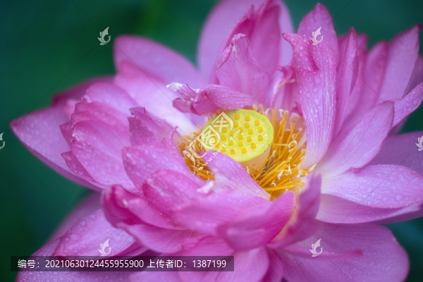 荷花荷葉蓮子蓮藕
