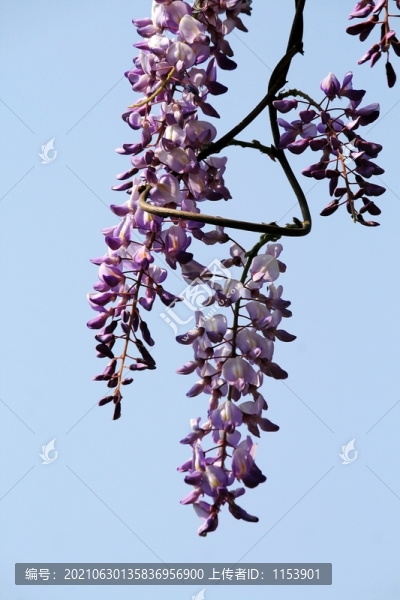 紫藤花