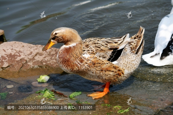 土鴨