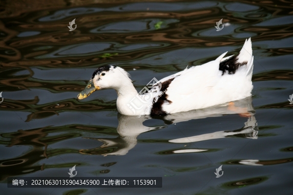 土鴨
