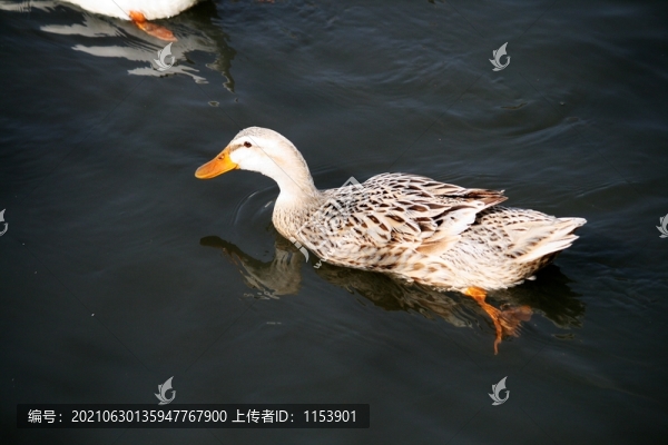 麻鴨