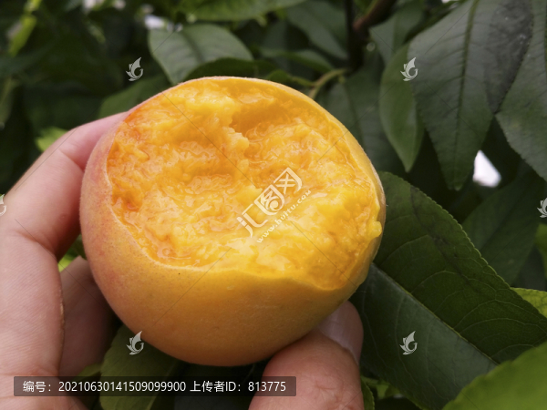 汁多黃桃