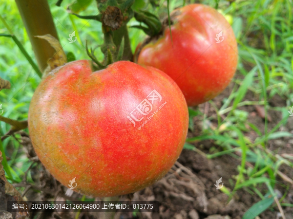菜地西紅柿