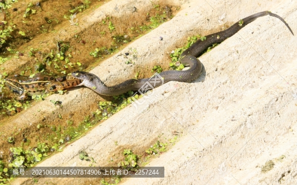 蛇捕食青蛙