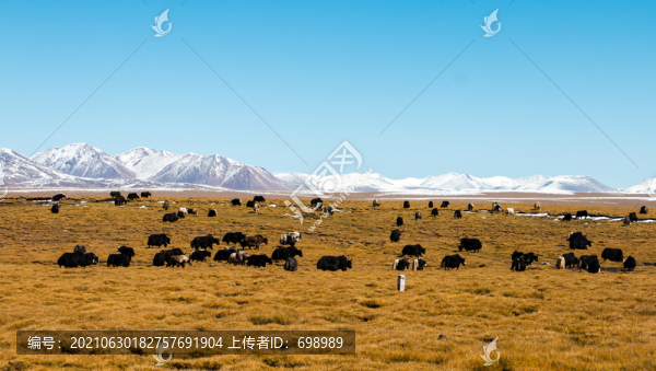 青藏線風景