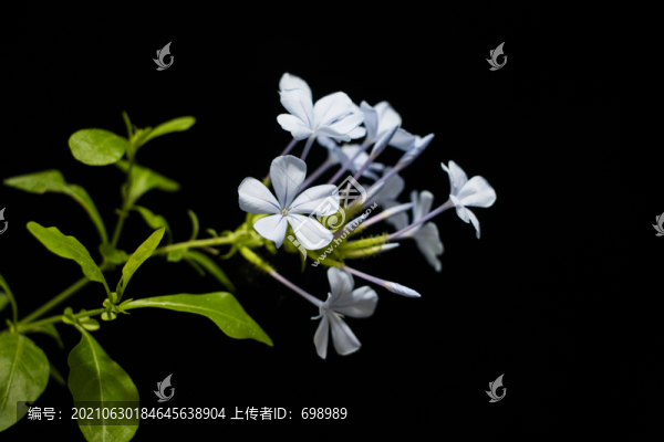 盛開(kāi)的美麗花卉植物