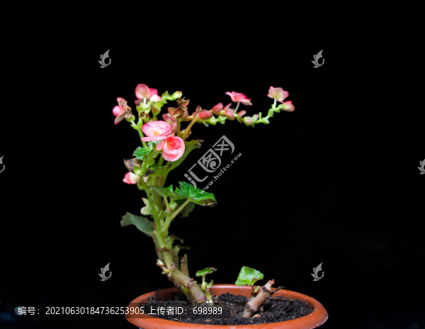 盛開的美麗花卉植物