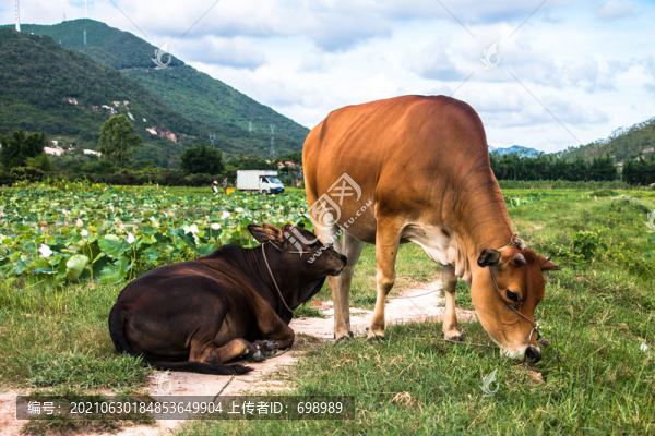 陽(yáng)江東平鎮(zhèn)風(fēng)光