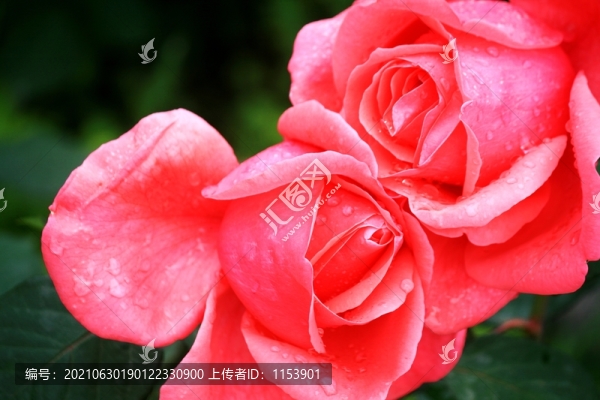 月季花