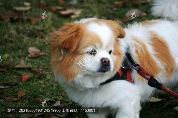 小狗