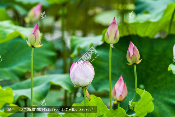 荷花盛開