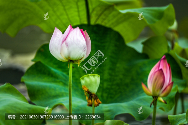荷花盛開