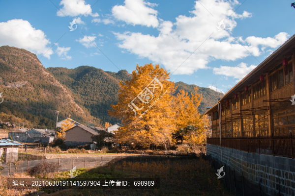 云南騰沖銀杏村