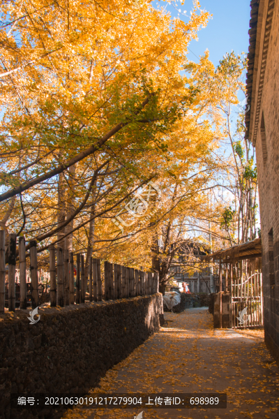云南騰沖銀杏村