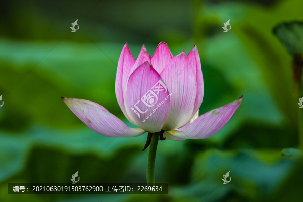 荷花盛開