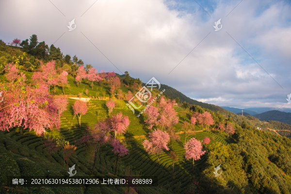 無量山櫻花谷