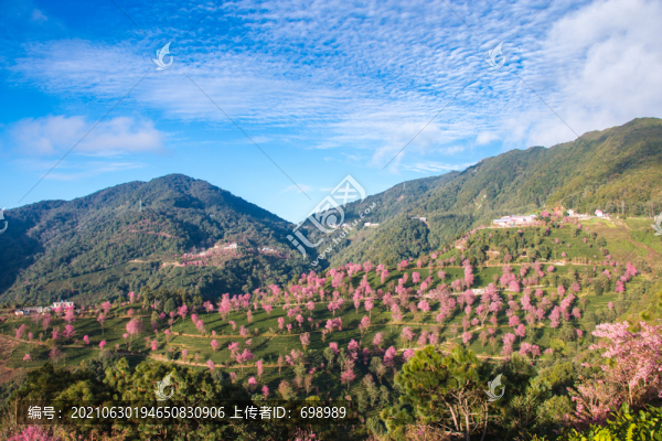 無量山櫻花谷