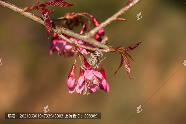 無(wú)量山櫻花谷