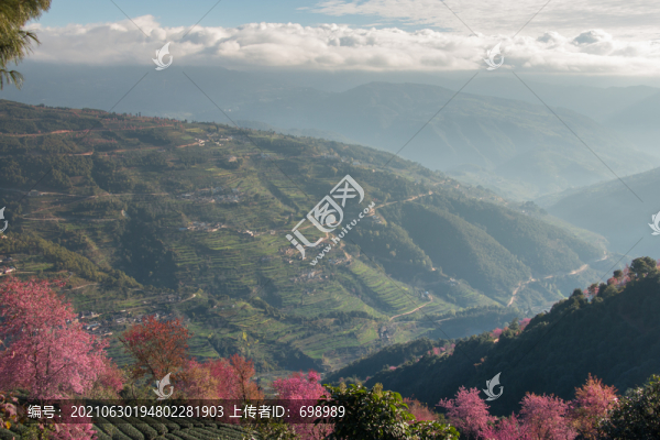 無量山櫻花谷