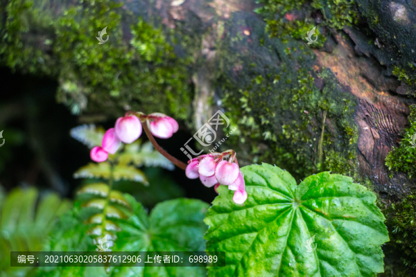 花卉植物圖片