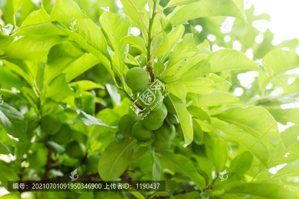 李子