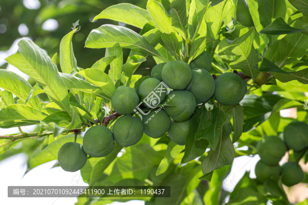 李子